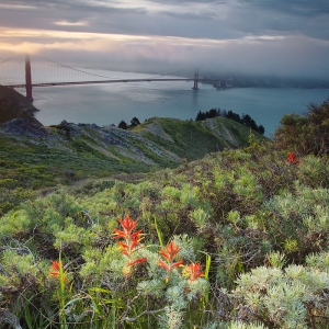 Springtime in the Headlands:  CA