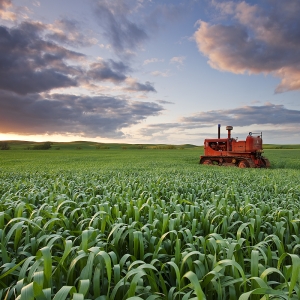 Red Tractor : Yolo County, CA