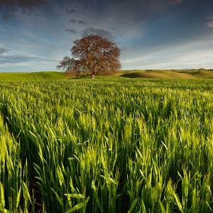 All Alone:  Dunnigan Hils, CA