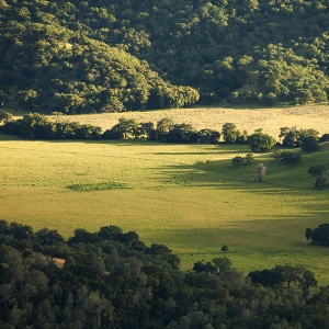 Down in the Valley:  Northern CA