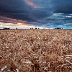 June in the Grain:  Woodland, CA