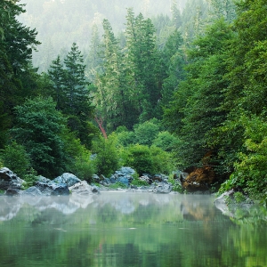 Misty Mornin':  Humboldt County, CA