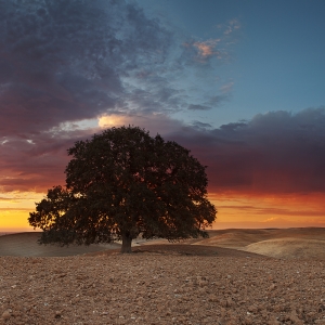 The Lone Oak:  Dunnigan Hills, CA