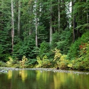 Bull Creek Colors:  Humboldt Redwoods, CA