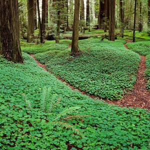 The Path Not Taken: Hum. Redwoods, CA