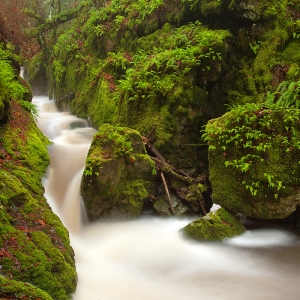 Fern Flow: Cataract Falls, CA